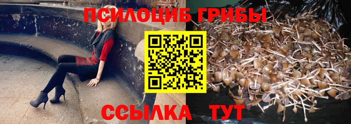 Псилоцибиновые грибы Cubensis Волгоград