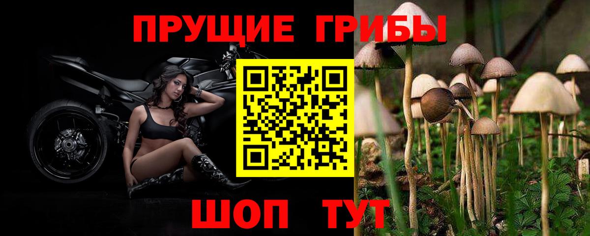 Псилоцибиновые грибы Psilocybe  Вход с VPN  Волгоград 